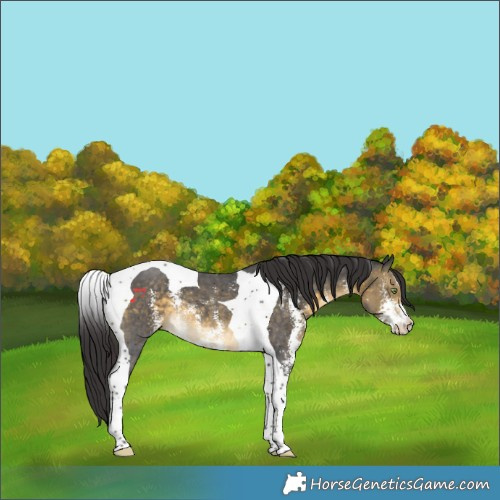Horse Color:Buckskin Sabino Tobiano