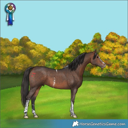 Horse Color:Bay Sabino Tobiano