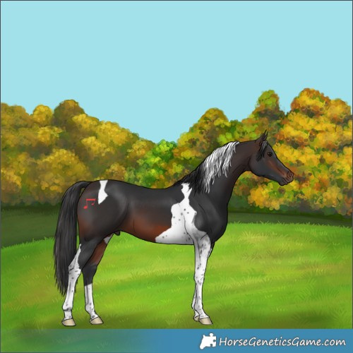 Horse Color:Brown Tobiano 