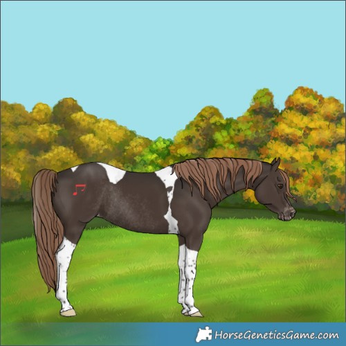 Horse Color:Liver Chestnut Tobiano Appaloosa Rabicano
