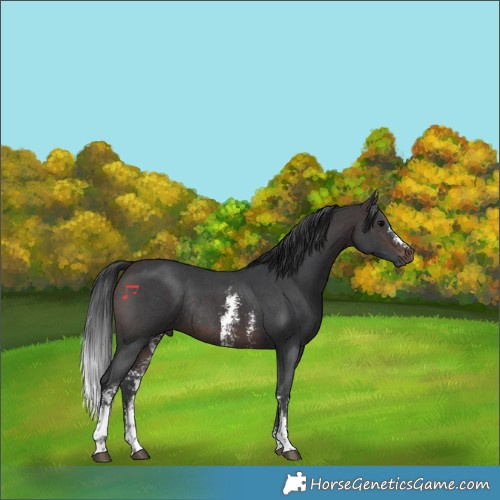 Horse Color:Brown Sabino Rabicano 