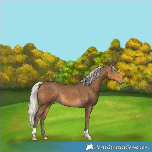 Horse Color:Gray Silver Perlino Varnish 