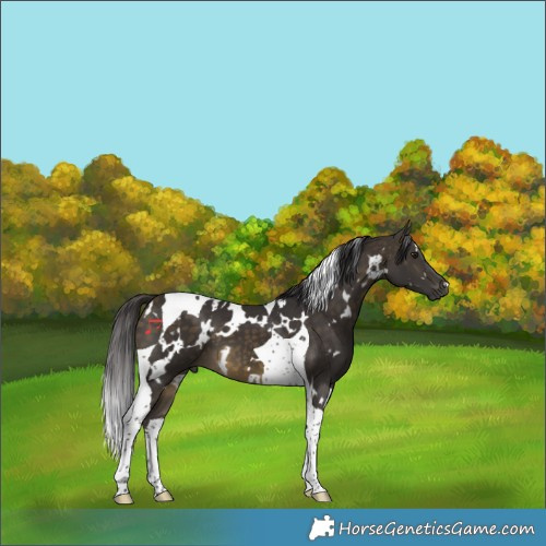 Horse Color:White Spotted Buckskin Tobiano