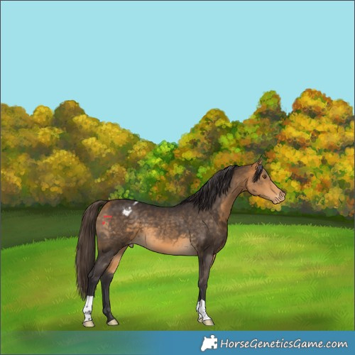 Horse Color:Buckskin Varnish 