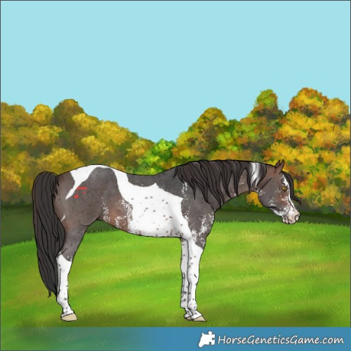Horse Color:Brown Sabino Tobiano 