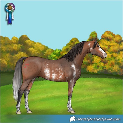 Horse Color:Bay Sabino