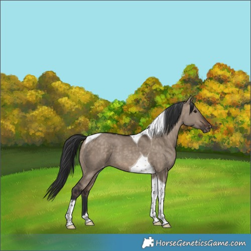 Horse Color:Brown Dun Tobiano Appaloosa
