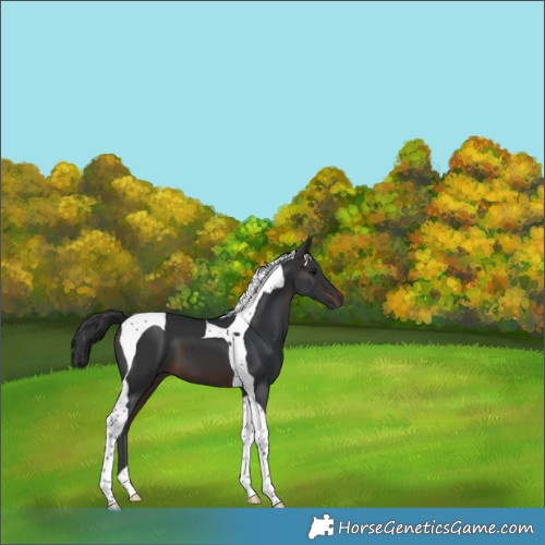 Horse Color:Brown Tobiano