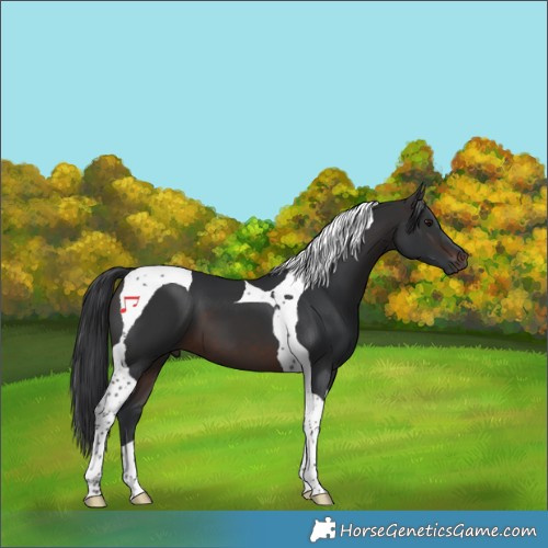 Horse Color:Brown Tobiano 