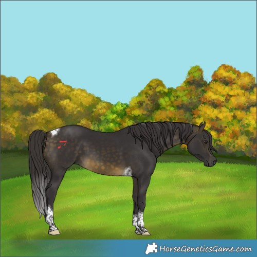 Horse Color:Buckskin Tobiano