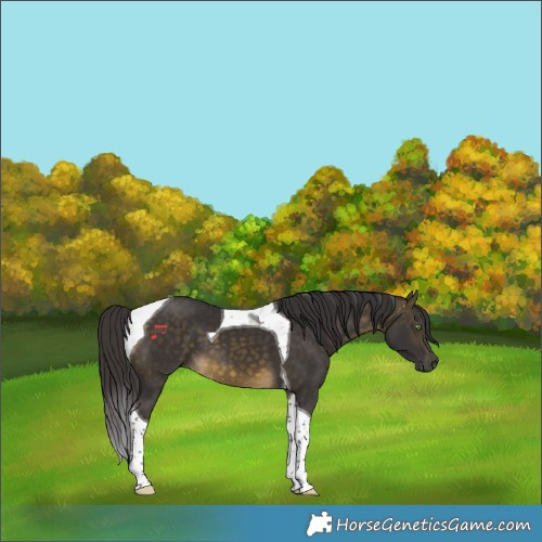 Horse Color:Buckskin Tobiano