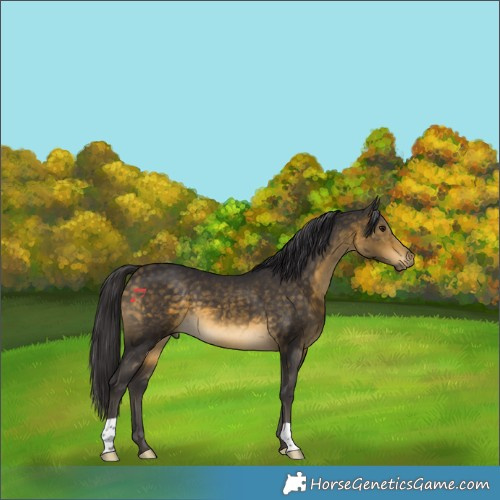 Horse Color:Buckskin