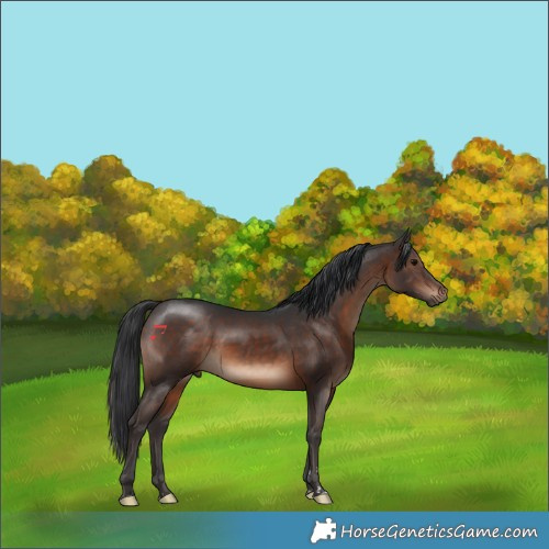 Horse Color:Brown 