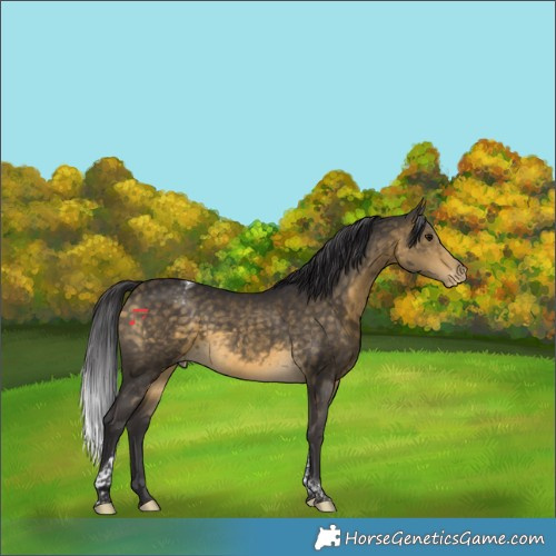 Horse Color:Buckskin Tobiano Appaloosa