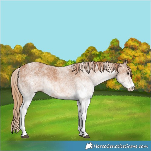 Horse Color:White Spotted Chestnut