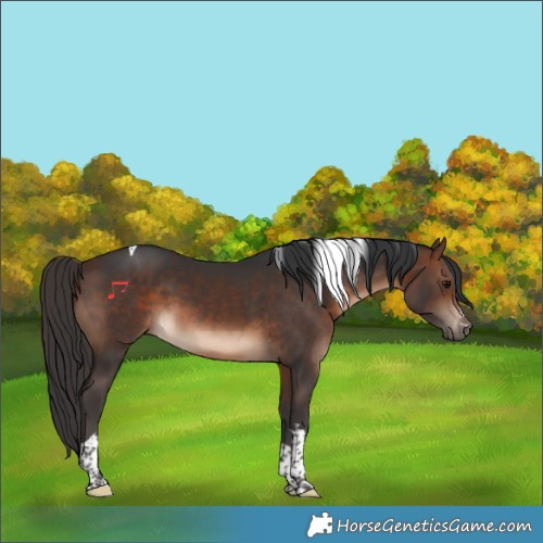 Horse Color:Brown Tobiano 