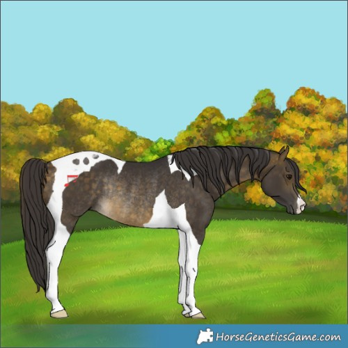 Horse Color:Buckskin Tobiano Rabicano