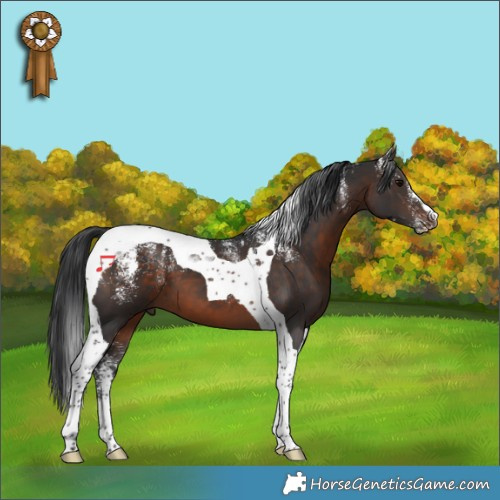 Horse Color:Powder White Brown Tobiano