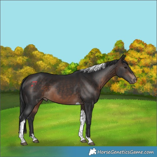 Horse Color:Bay Tobiano 