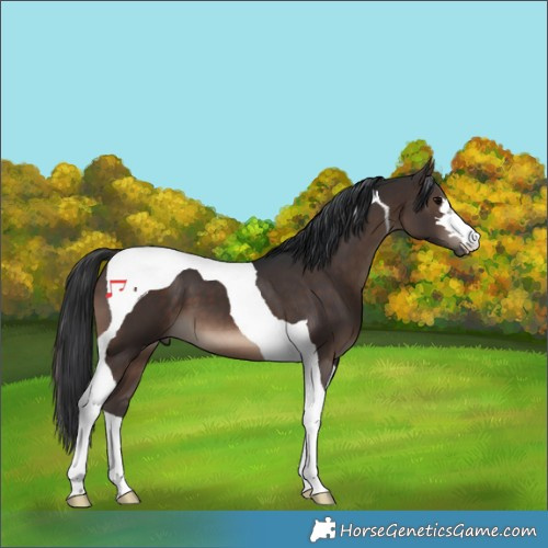 Horse Color:Brown Tobiano