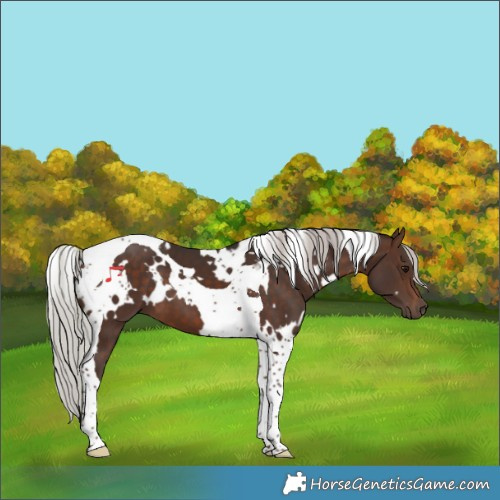 Horse Color:White Spotted Silver Brown Tobiano
