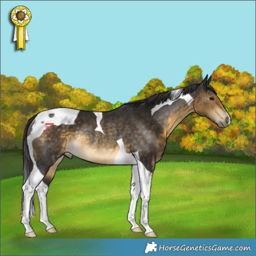 Horse Color:Buckskin Tobiano Rabicano