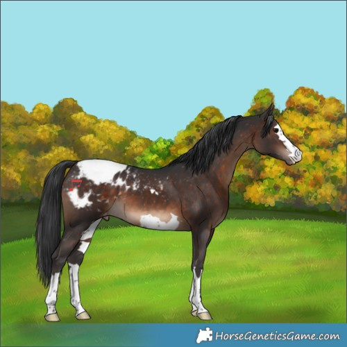 Horse Color:Brown Appaloosa