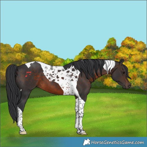Horse Color:Brown Tobiano