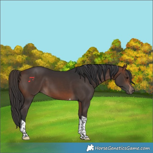 Horse Color:Bay Tobiano