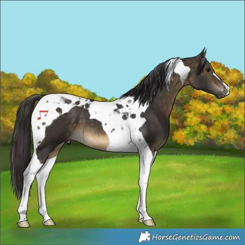 Horse Color:Buckskin Tobiano