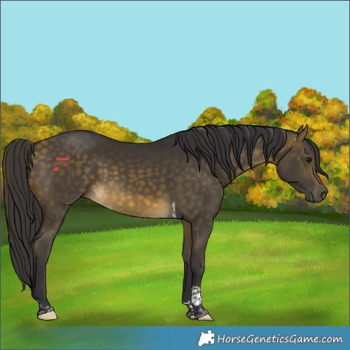 Horse Color:Buckskin Tobiano Rabicano