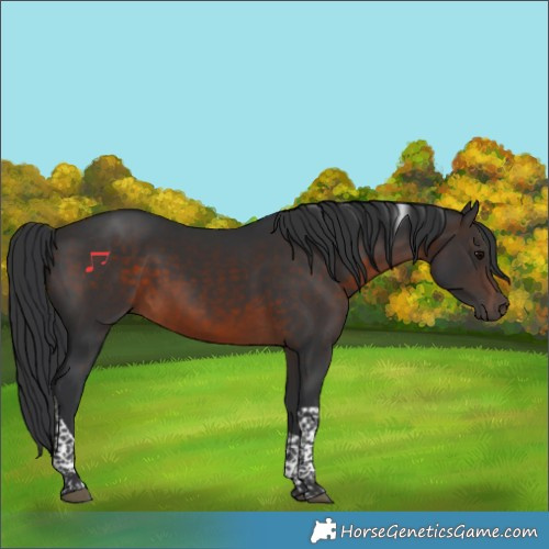 Horse Color:Brown Tobiano 