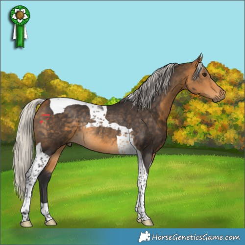 Horse Color:Silver Buckskin Tobiano Rabicano 