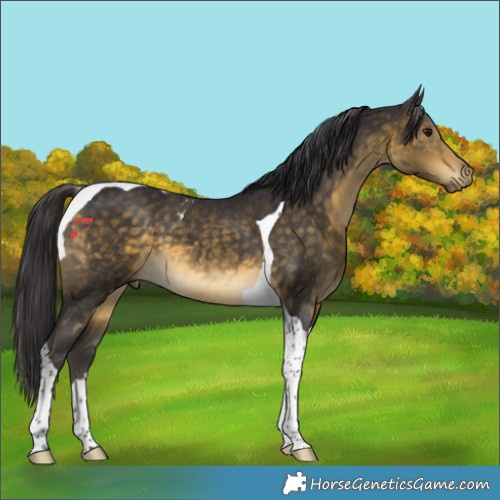 Horse Color:Buckskin Tobiano