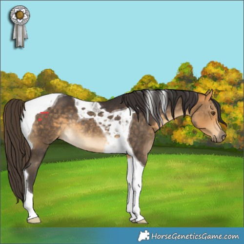 Horse Color:Buckskin Tobiano Rabicano