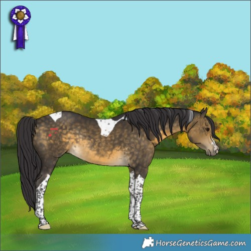 Horse Color:Buckskin Tobiano Rabicano