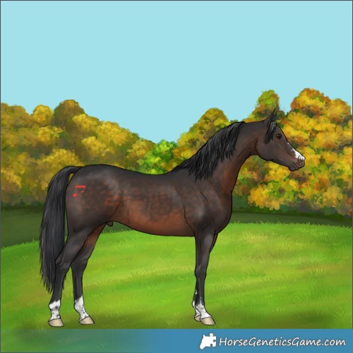 Horse Color:Brown