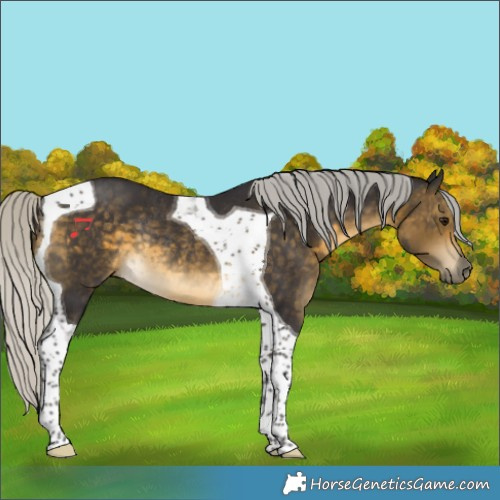 Horse Color:Silver Buckskin Tobiano Rabicano