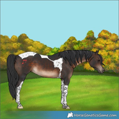 Horse Color:Brown Tobiano