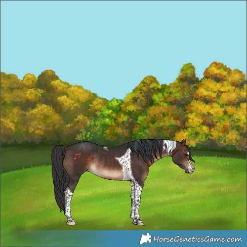 Horse Color:Bay Tobiano Rabicano