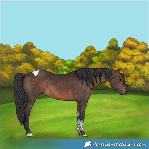 Horse Color:Brown Tobiano 