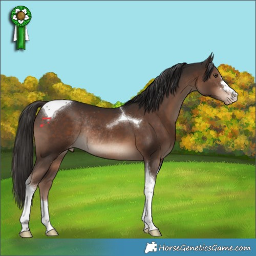Horse Color:Liver Chestnut Tobiano Appaloosa Rabicano 