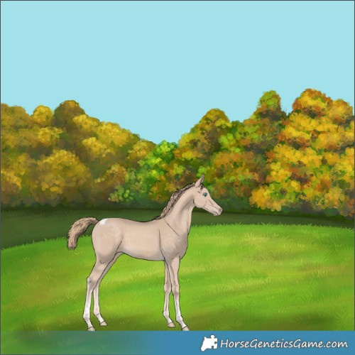 Horse Color:Perlino Tobiano Rabicano 