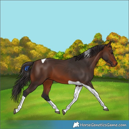 Horse Color:Brown Tobiano