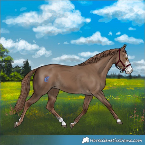 Horse Color:Liver Red Dun Sabino Rabicano 