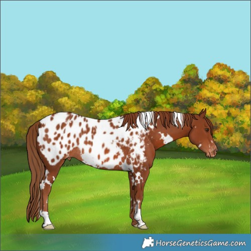 Horse Color:Unknown 