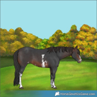 Horse Color:Brown Sabino Varnish 
