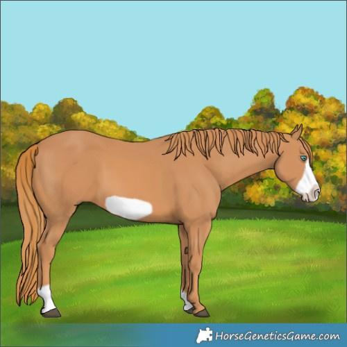 Horse Color:Chestnut Frame 