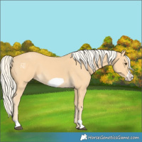 Horse Color:Palomino Frame 