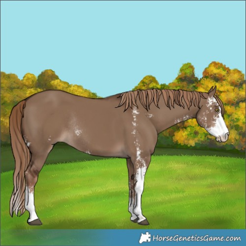 Horse Color:Liver Red Dun Sabino Rabicano 